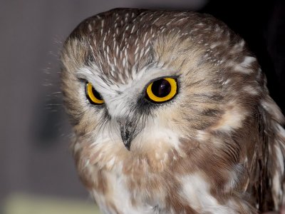 Northern Saw-whet Owl Banding at Hawk Ridge