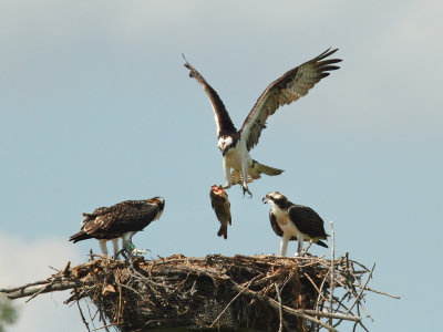 Osprey - Wargo Nature Center