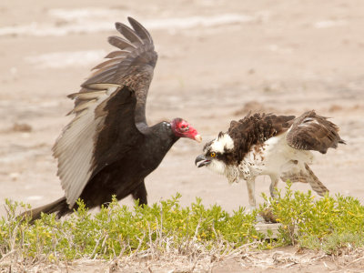 Osprey and Turkey Vulture - Laguna Atascosa