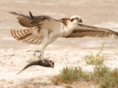 Osprey - Laguna Atascosa