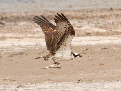 Osprey - Laguna Atascosa