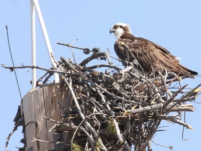 Osprey Nest - Yellowstone