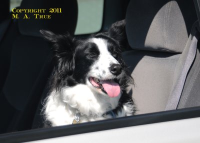 My Traveling Buddy.jpg