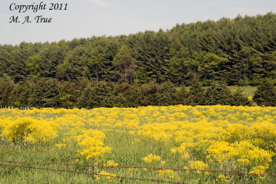 DSC_5240.jpg