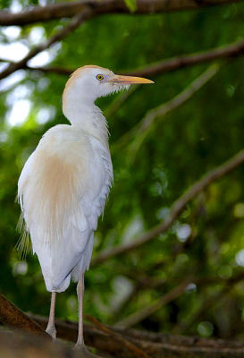 Cattle Egret