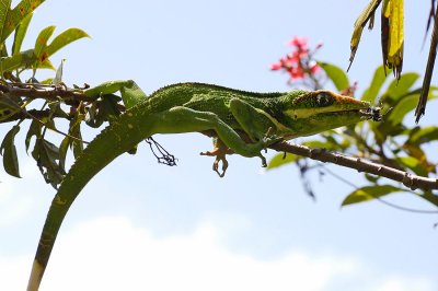 Iguana, my backyard