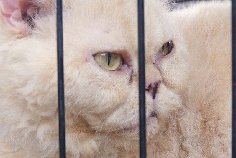 8. Please adopt me! Meow...