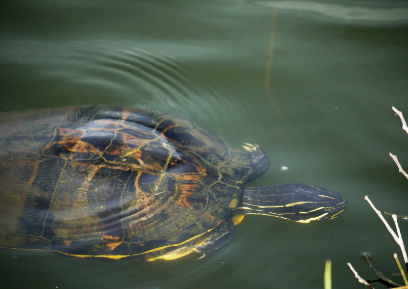 10. Snapping Turtle
