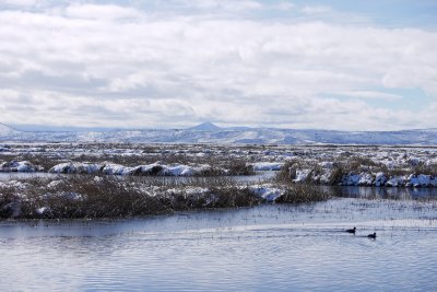 25. Sunny Day in the Wetlands