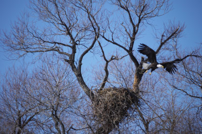 4. Mama Eagle leaving her nest