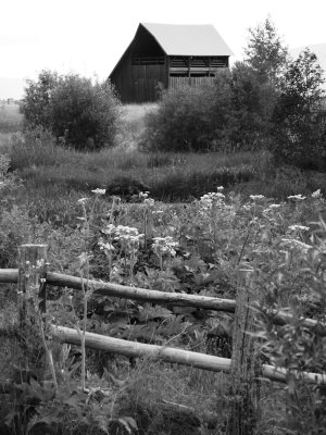 17. Country barn through the wildflowers