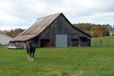 16. A Friendly Neighborhood Horse