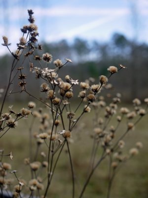 23. Roadside brush