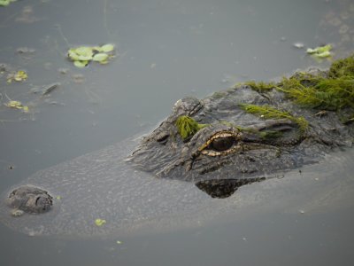 2.American  Alligator