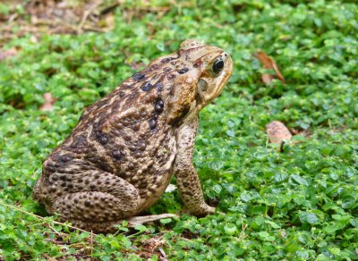 11. A Toad in the Rain