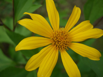 21. Yellow Flower