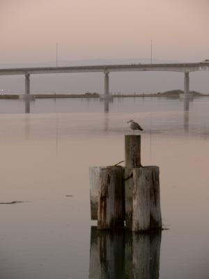 Gull guarding the harbor