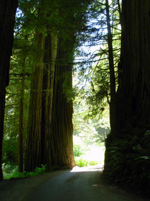 The Redwoods and southern Oregon Coast