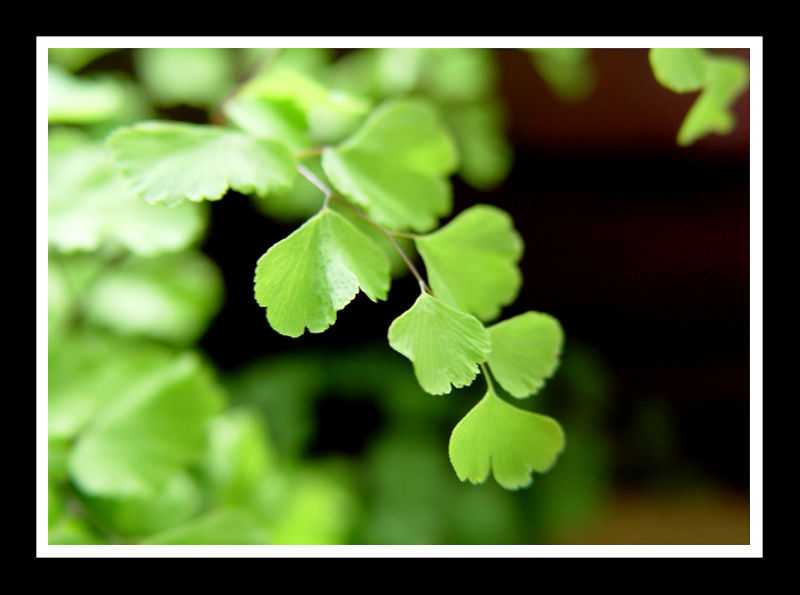 Maidenhair Fern