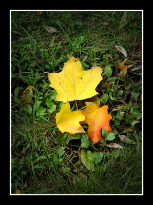 Three Fall Leaves