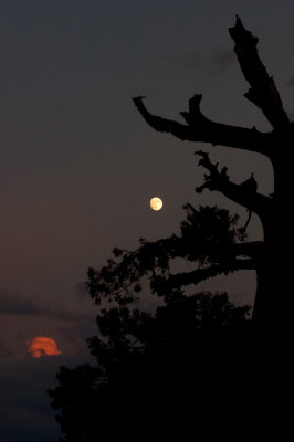 Moonrise over Ebbets Pass