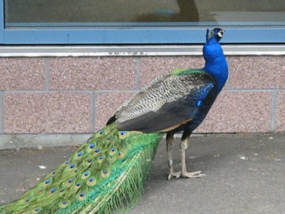 IMG_0836.gif