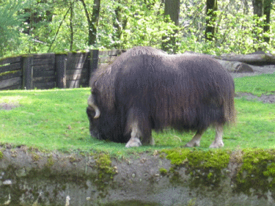 IMG_3317.gif