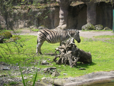 IMG_3321.gif