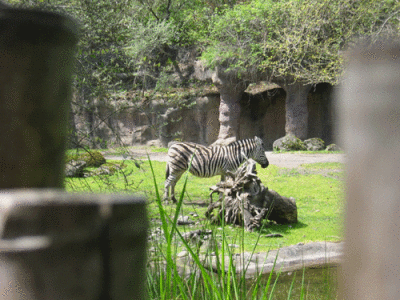 IMG_3322.gif