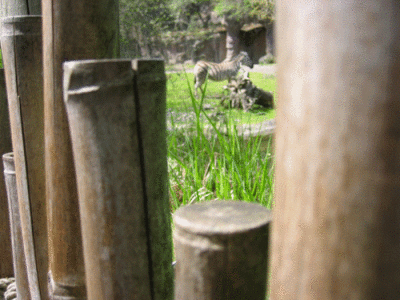 IMG_3323.gif