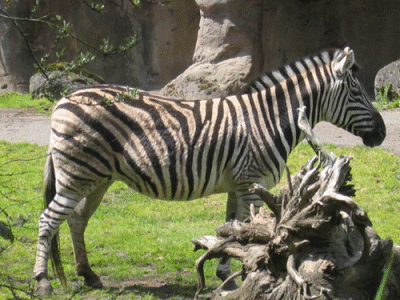 IMG_3324.gif