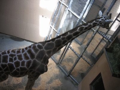 IMG_3327.gif