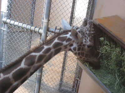 IMG_3328.gif