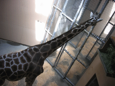 IMG_3329.gif