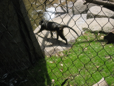 IMG_3333.gif