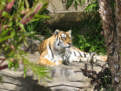 IMG_3336.gif