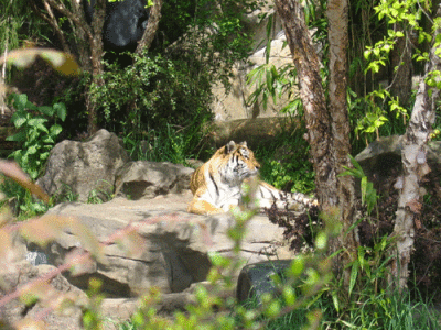 IMG_3337.gif