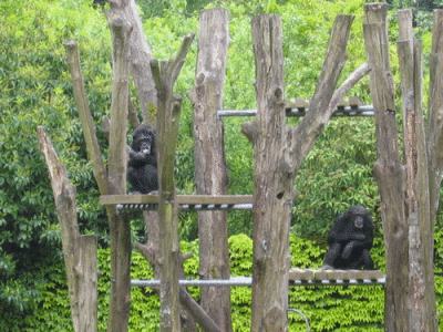 IMG_3377.gif
