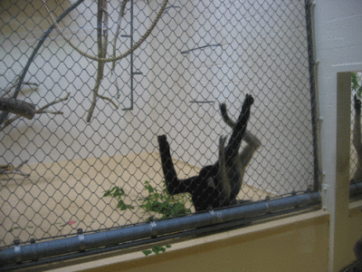 IMG_3379.gif
