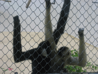 IMG_3380.gif