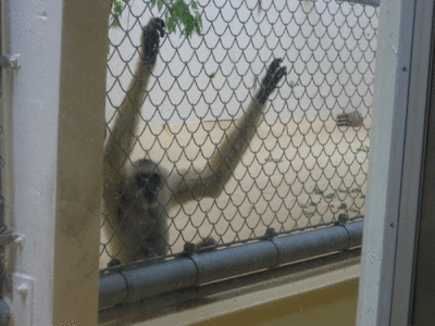 IMG_3381.gif