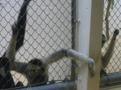 IMG_3383.gif
