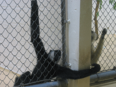 IMG_3384.gif