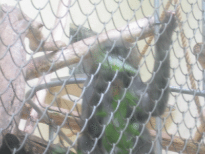 IMG_3387.gif