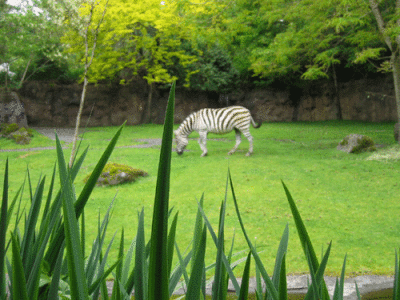 IMG_3391.gif
