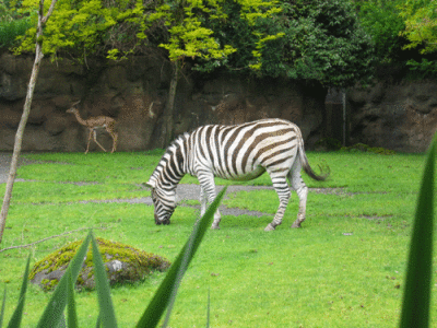 IMG_3392.gif