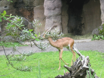IMG_3393.gif