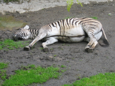 IMG_3394.gif
