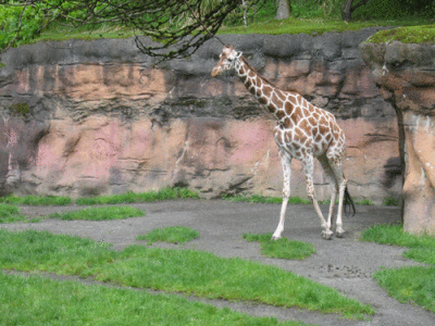 IMG_3401.gif