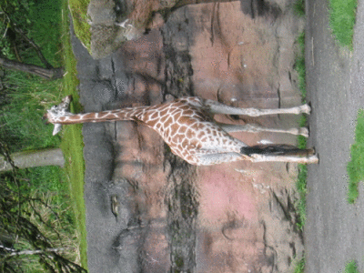 IMG_3403.gif